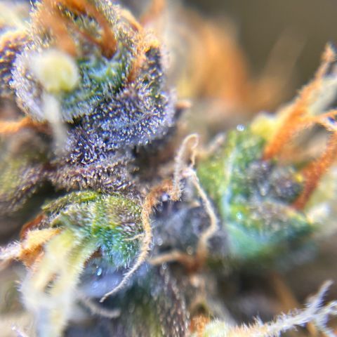 AK47 BCN selection X Auto Sativa growlog timeline photo