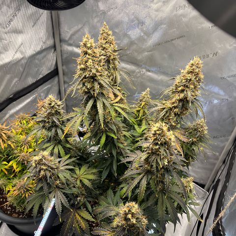 AK47 BCN selection X Auto Sativa growlog timeline photo