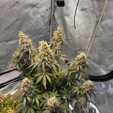 AK47 BCN selection X Auto Sativa growlog timeline photo