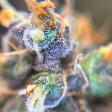 AK47 BCN selection X Auto Sativa growlog timeline photo