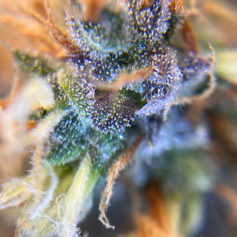 AK47 BCN selection X Auto Sativa growlog timeline photo