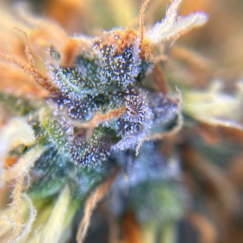 AK47 BCN selection X Auto Sativa growlog timeline photo