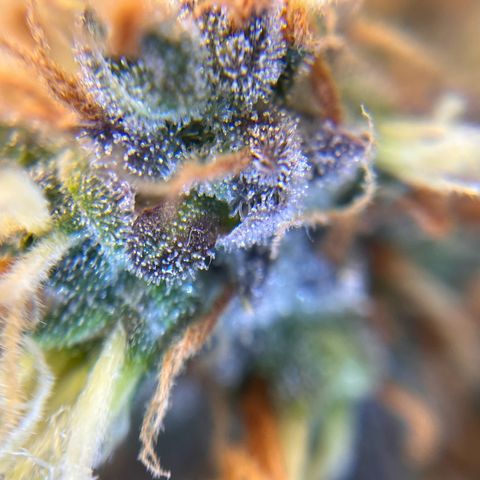 AK47 BCN selection X Auto Sativa growlog timeline photo