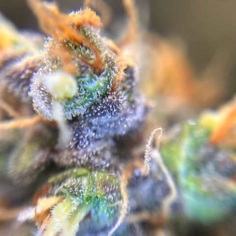 AK47 BCN selection X Auto Sativa growlog timeline photo