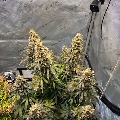 AK47 BCN selection X Auto Sativa growlog timeline photo