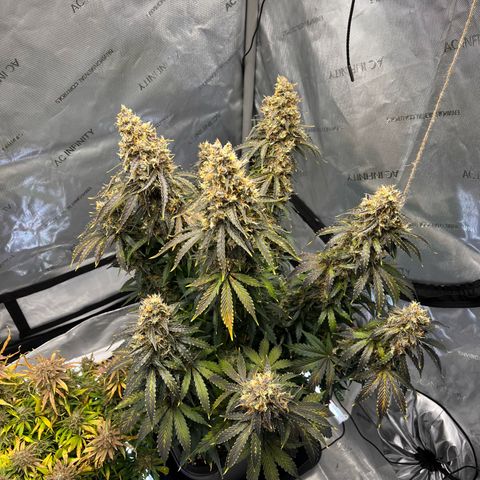 AK47 BCN selection X Auto Sativa growlog timeline photo