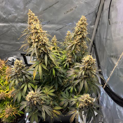 AK47 BCN selection X Auto Sativa growlog timeline photo
