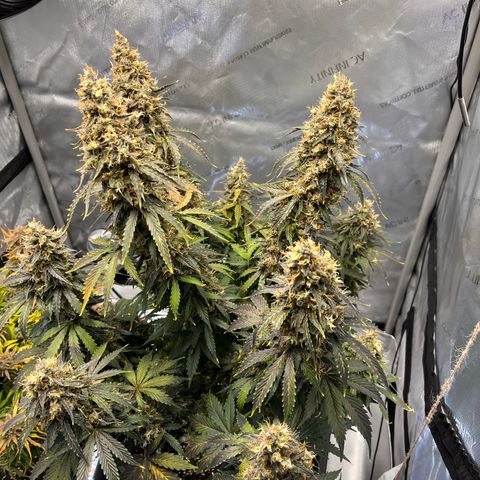 AK47 BCN selection X Auto Sativa growlog timeline photo