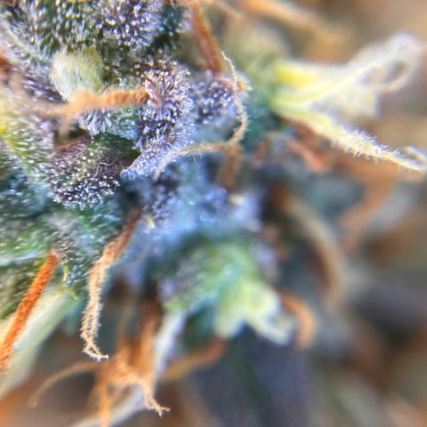 AK47 BCN selection X Auto Sativa growlog timeline photo