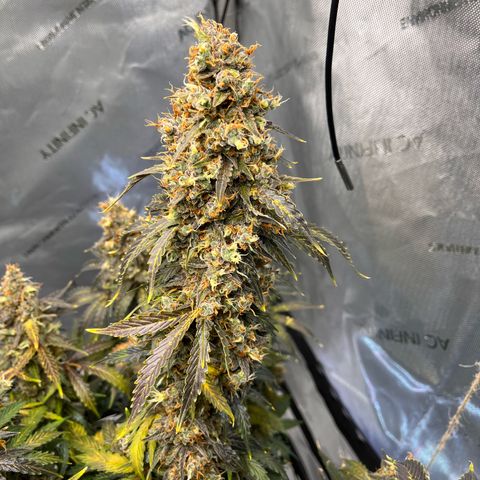 AK47 BCN selection X Auto Sativa growlog timeline photo