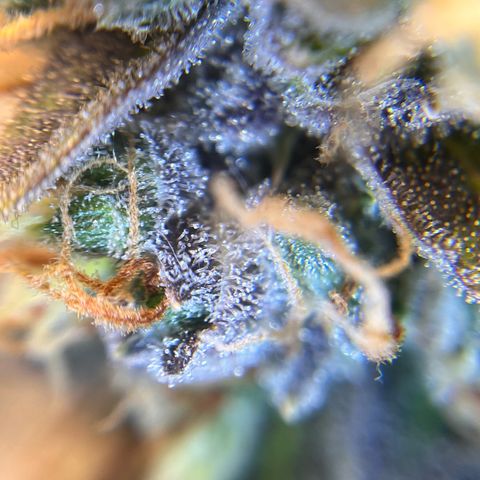 AK47 BCN selection X Auto Sativa growlog timeline photo