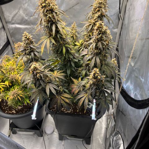 AK47 BCN selection X Auto Sativa growlog timeline photo