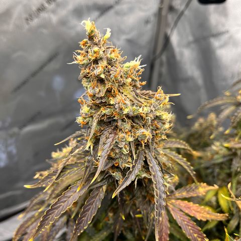 AK47 BCN selection X Auto Sativa growlog timeline photo