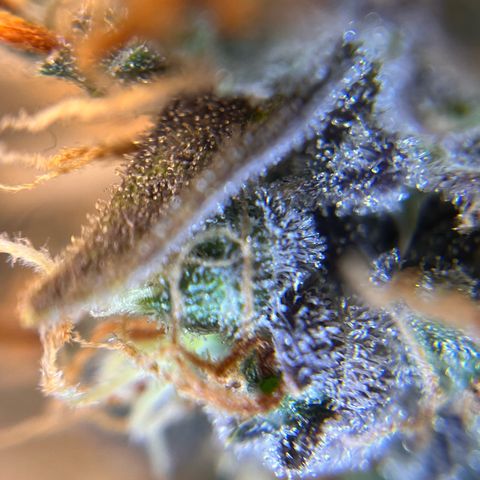 AK47 BCN selection X Auto Sativa growlog timeline photo