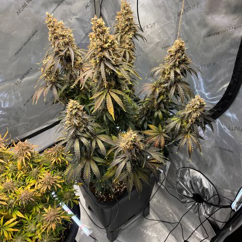 AK47 BCN selection X Auto Sativa growlog timeline photo
