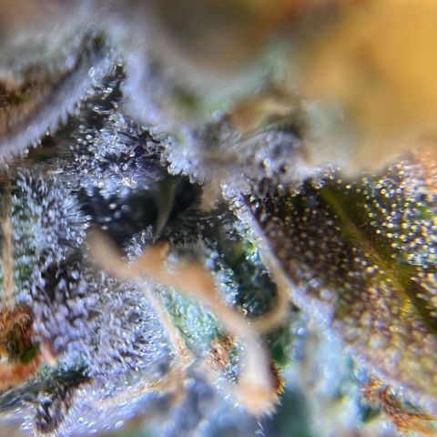 AK47 BCN selection X Auto Sativa growlog timeline photo