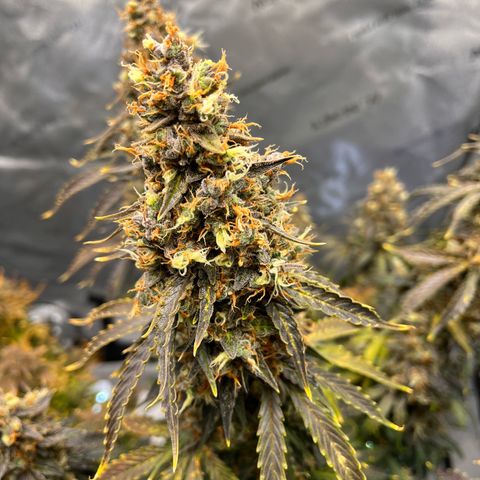 AK47 BCN selection X Auto Sativa growlog timeline photo
