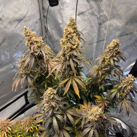 AK47 BCN selection X Auto Sativa growlog timeline photo