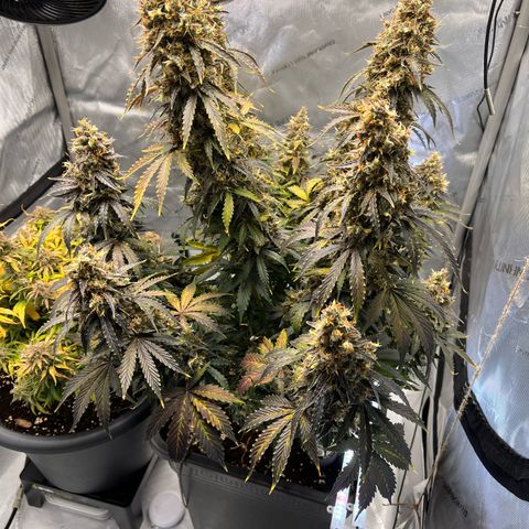 AK47 BCN selection X Auto Sativa growlog timeline photo