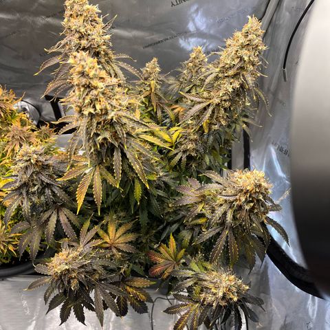 AK47 BCN selection X Auto Sativa growlog timeline photo