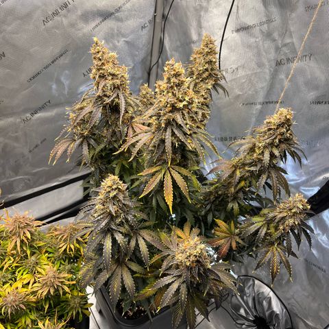 AK47 BCN selection X Auto Sativa growlog timeline photo