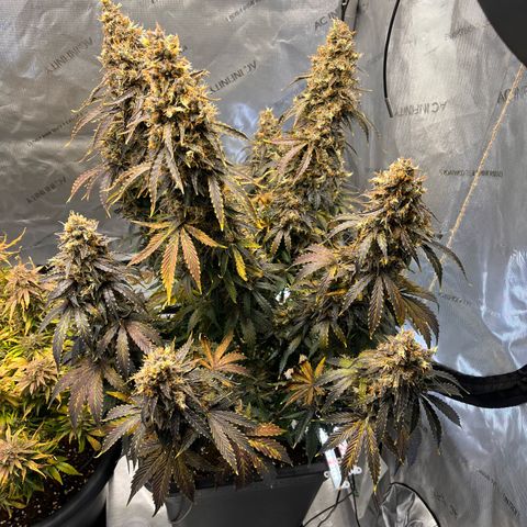 AK47 BCN selection X Auto Sativa growlog timeline photo