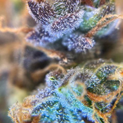 AK47 BCN selection X Auto Sativa growlog timeline photo