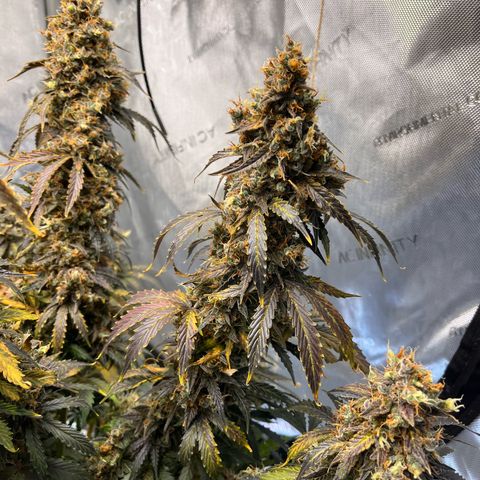 AK47 BCN selection X Auto Sativa growlog timeline photo