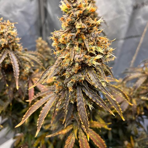 AK47 BCN selection X Auto Sativa growlog timeline photo