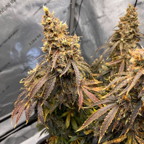 AK47 BCN selection X Auto Sativa growlog timeline photo