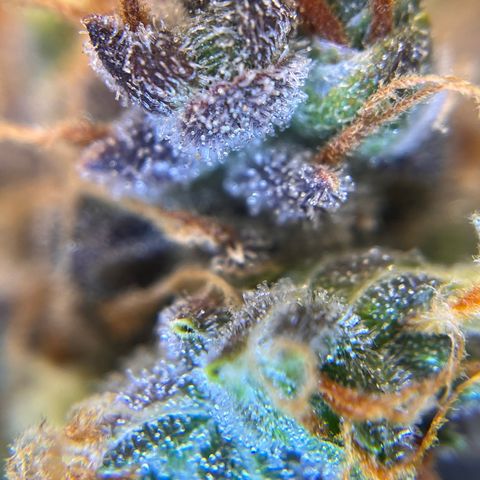 AK47 BCN selection X Auto Sativa growlog timeline photo