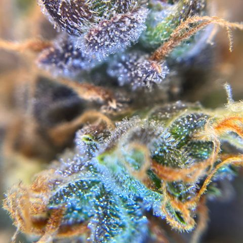 AK47 BCN selection X Auto Sativa growlog timeline photo