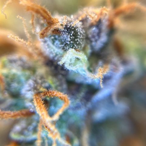 AK47 BCN selection X Auto Sativa growlog timeline photo