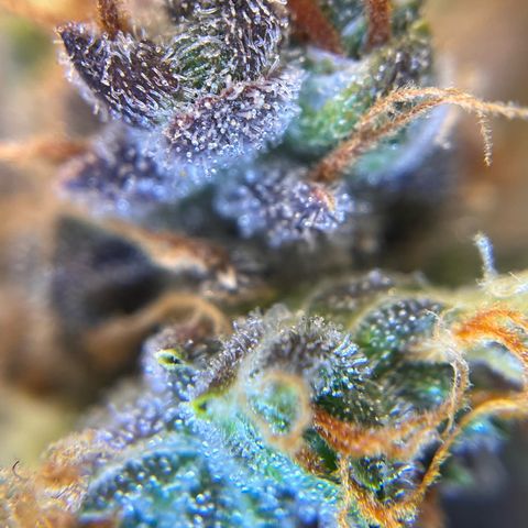 AK47 BCN selection X Auto Sativa growlog timeline photo