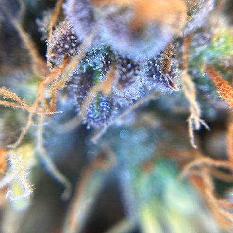 AK47 BCN selection X Auto Sativa growlog timeline photo