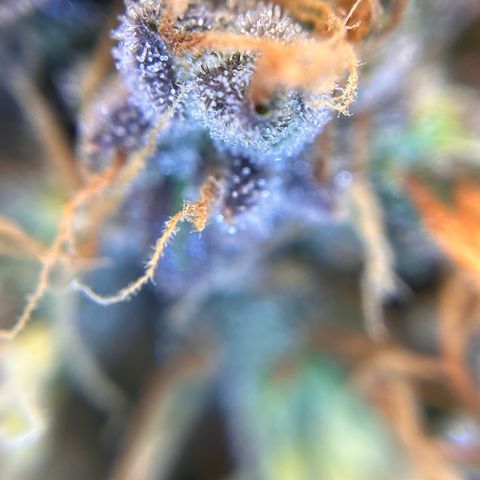 AK47 BCN selection X Auto Sativa growlog timeline photo
