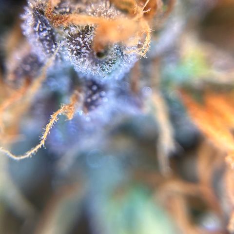 AK47 BCN selection X Auto Sativa growlog timeline photo