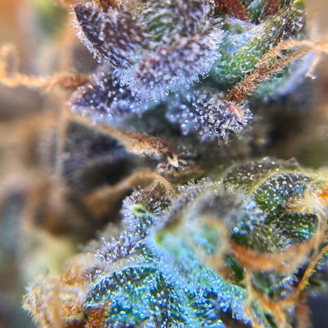 AK47 BCN selection X Auto Sativa growlog timeline photo