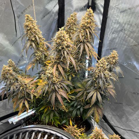 AK47 BCN selection X Auto Sativa growlog timeline photo