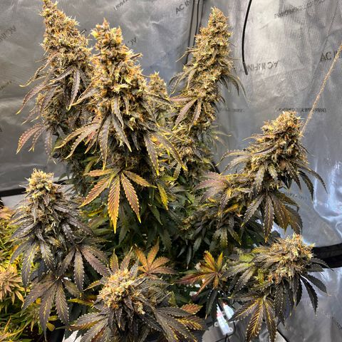 AK47 BCN selection X Auto Sativa growlog timeline photo