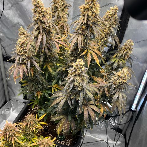 AK47 BCN selection X Auto Sativa growlog timeline photo