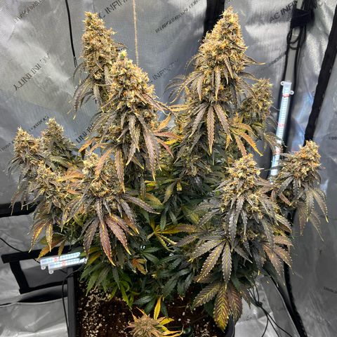 AK47 BCN selection X Auto Sativa growlog timeline photo