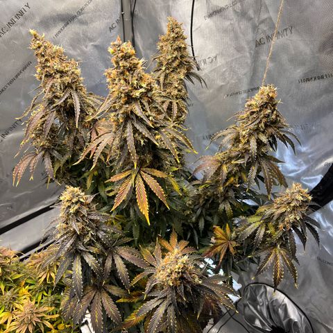 AK47 BCN selection X Auto Sativa growlog timeline photo