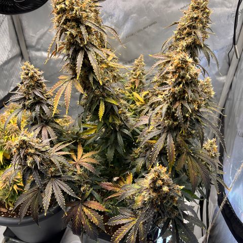AK47 BCN selection X Auto Sativa growlog timeline photo