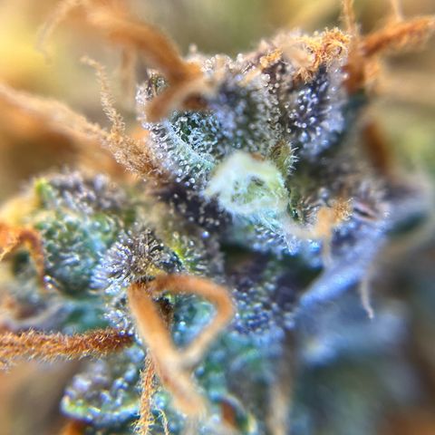 AK47 BCN selection X Auto Sativa growlog timeline photo