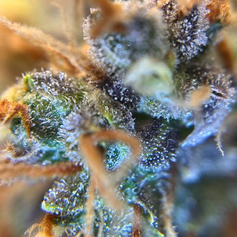 AK47 BCN selection X Auto Sativa growlog timeline photo