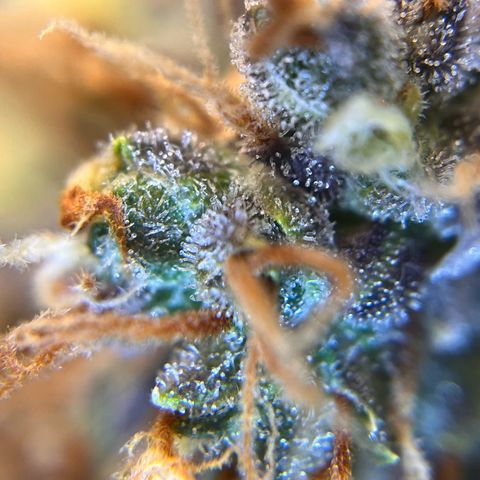 AK47 BCN selection X Auto Sativa growlog timeline photo