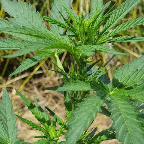 Royal Gorilla growlog timeline photo