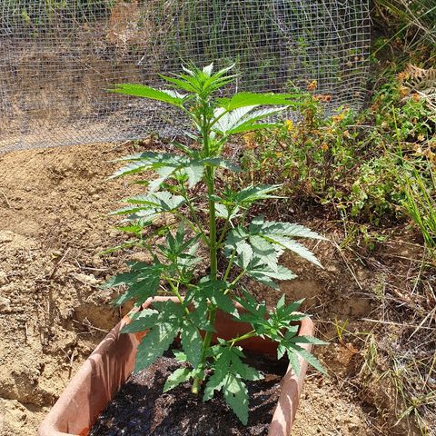 Royal Gorilla growlog timeline photo