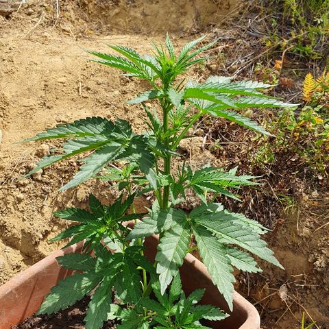 Royal Gorilla growlog timeline photo